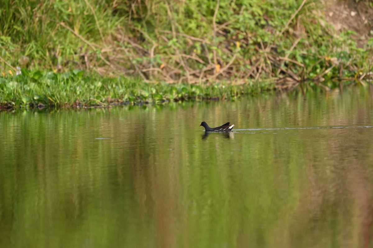 Eurasian Moorhen - ML617256334