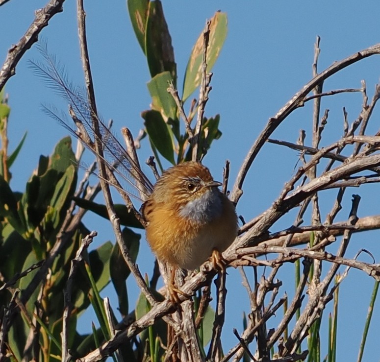 Southern Emuwren - Judith Gillespie