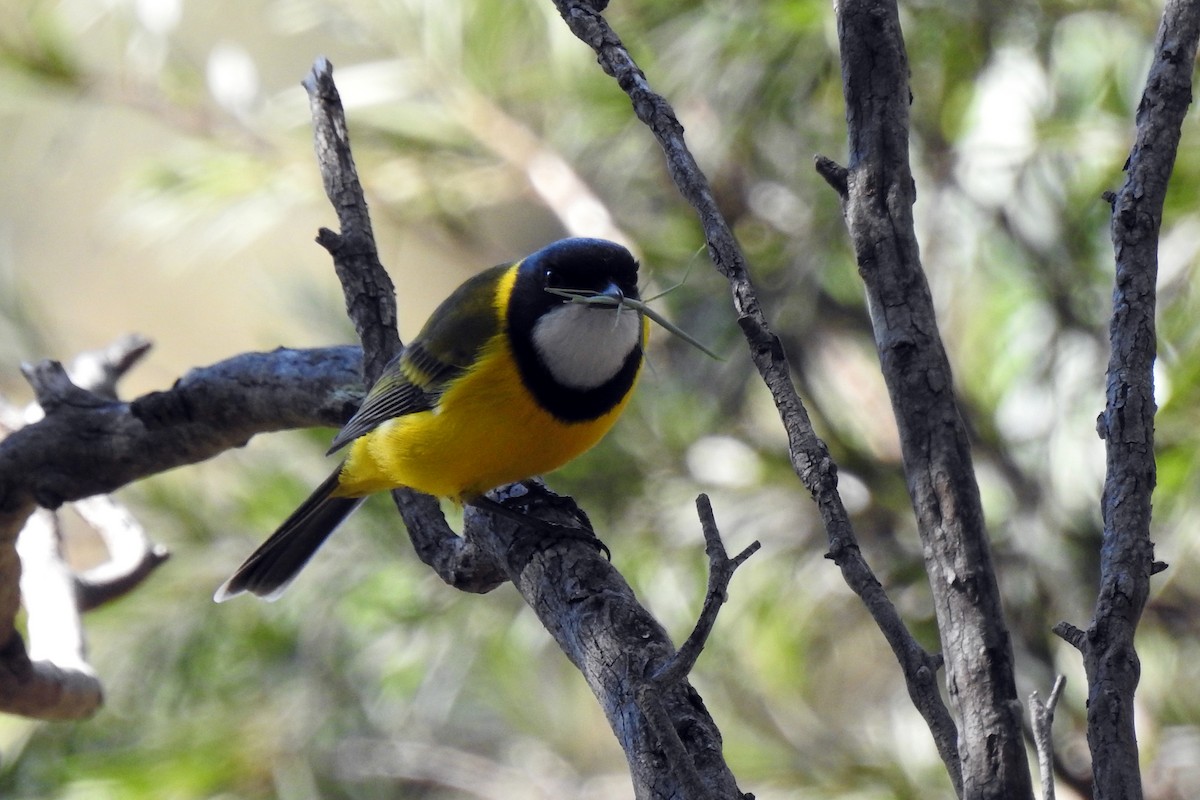 eBird Checklist - 12 Apr 2024 - Gwydir River Camping Area, Bingara - 47 ...