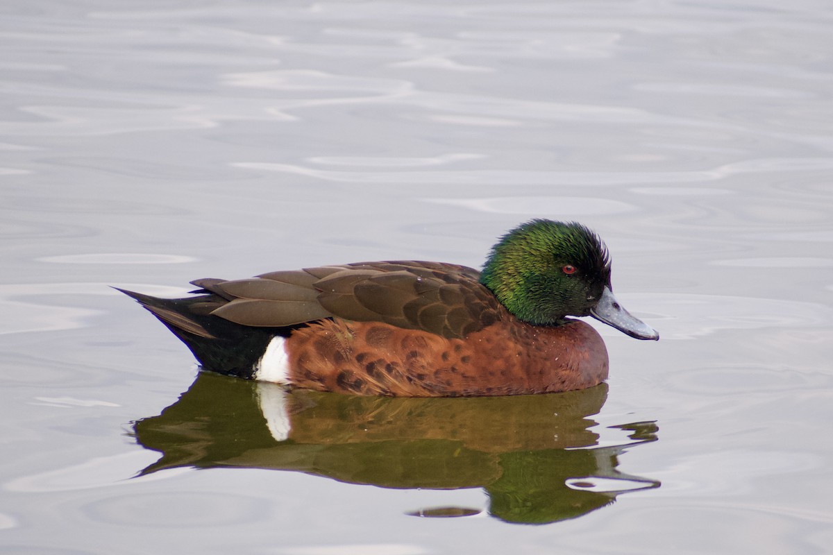 Chestnut Teal - ML617256469