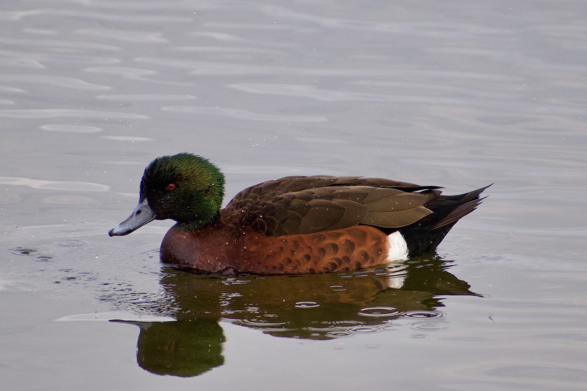 Chestnut Teal - Lance Rathbone