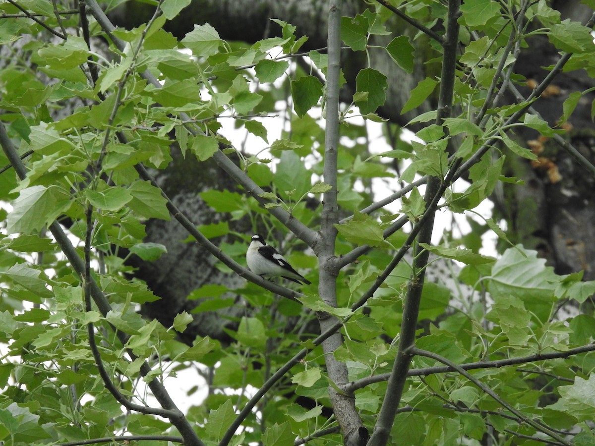 Collared Flycatcher - ML617256473