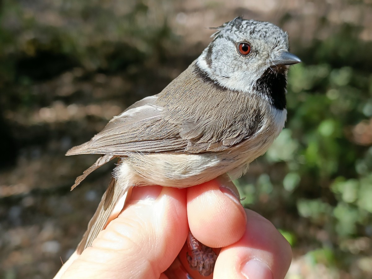 Crested Tit - Pep Cantó