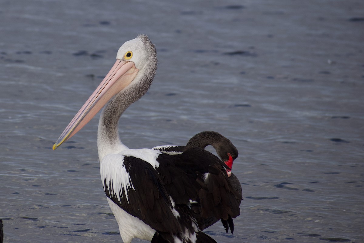 Australian Pelican - ML617256494