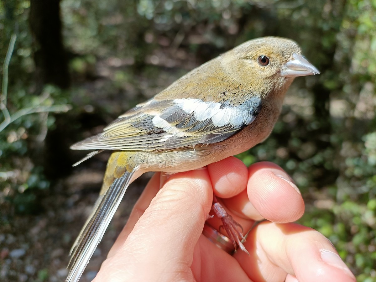 Common Chaffinch - Pep Cantó