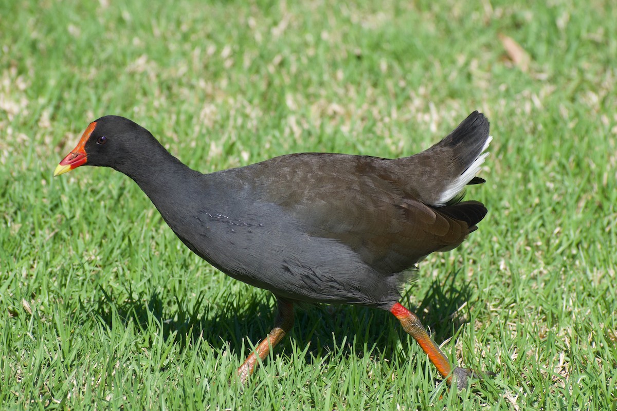 Dusky Moorhen - ML617256508