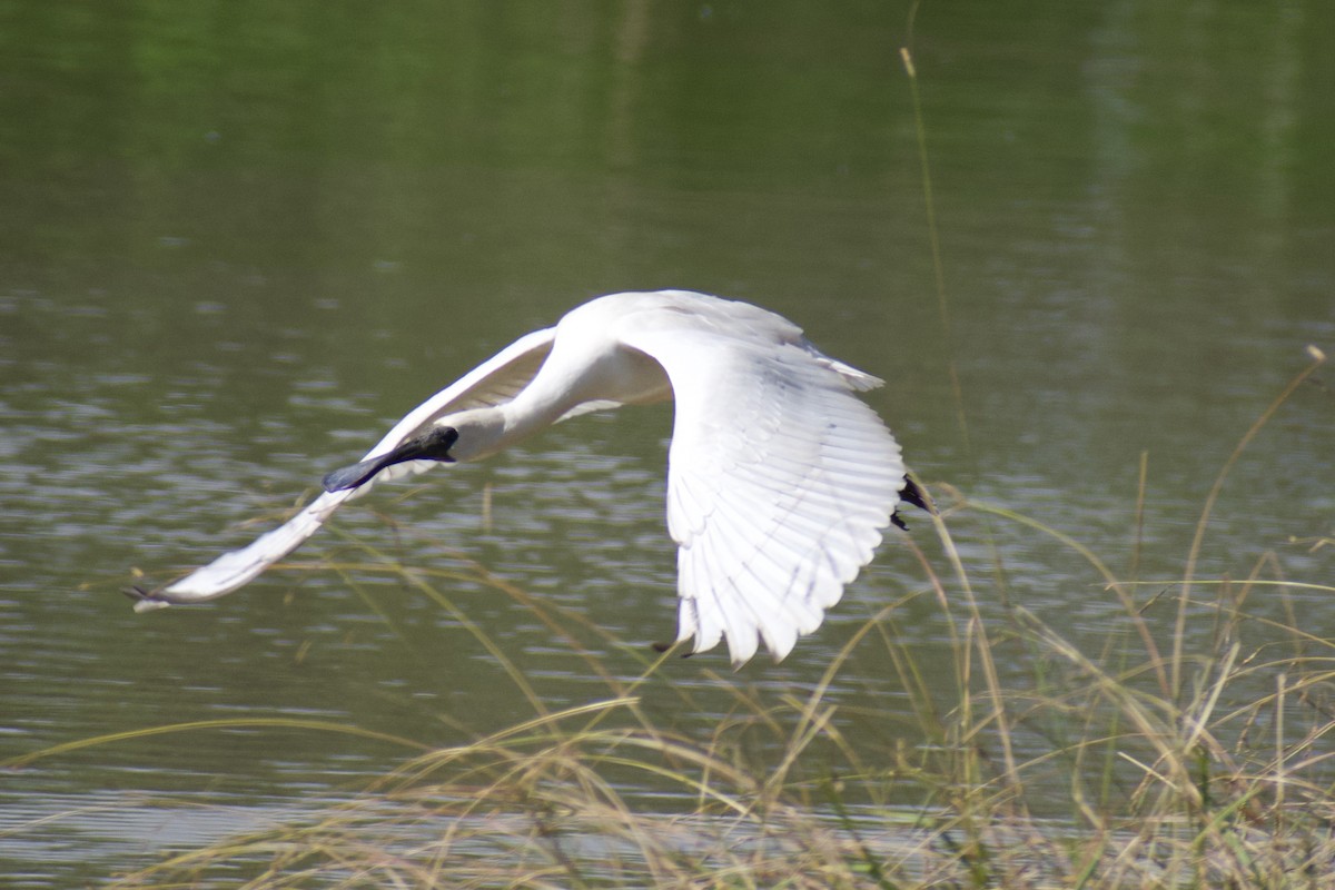 Royal Spoonbill - ML617256544