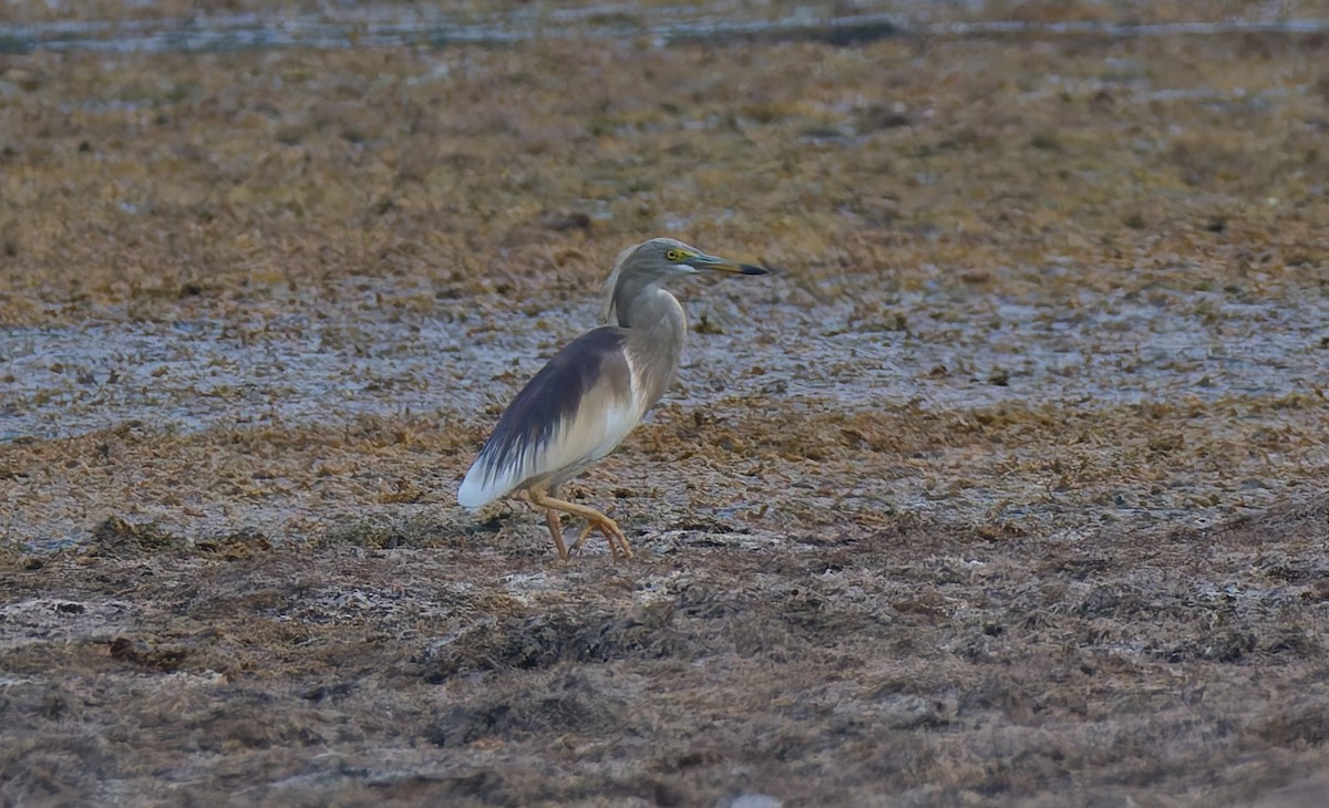 pond-heron sp. - ML617256546