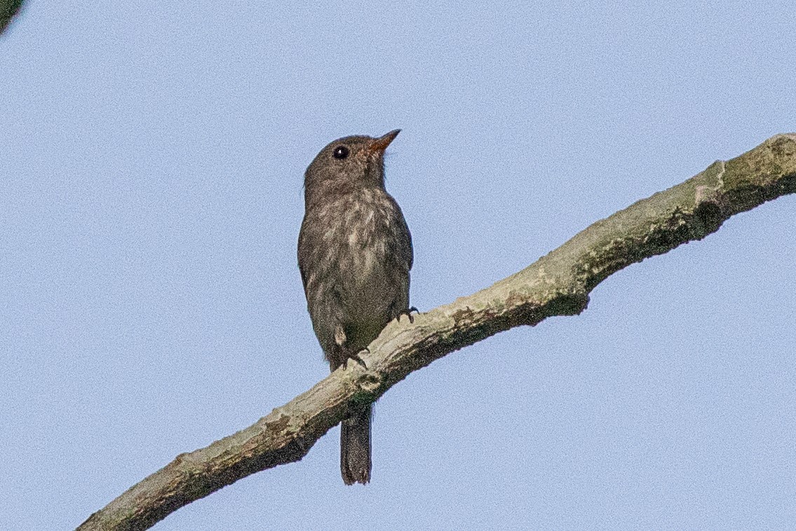 Little Flycatcher - ML617256584