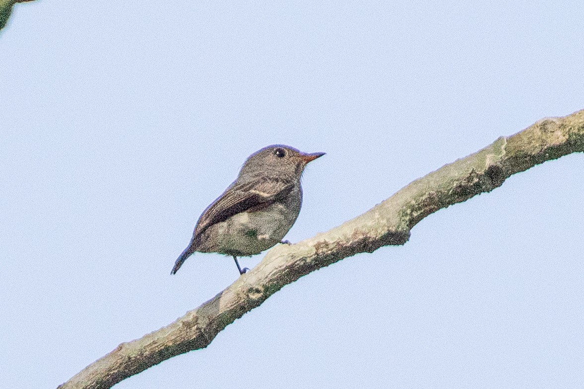 Little Flycatcher - ML617256585