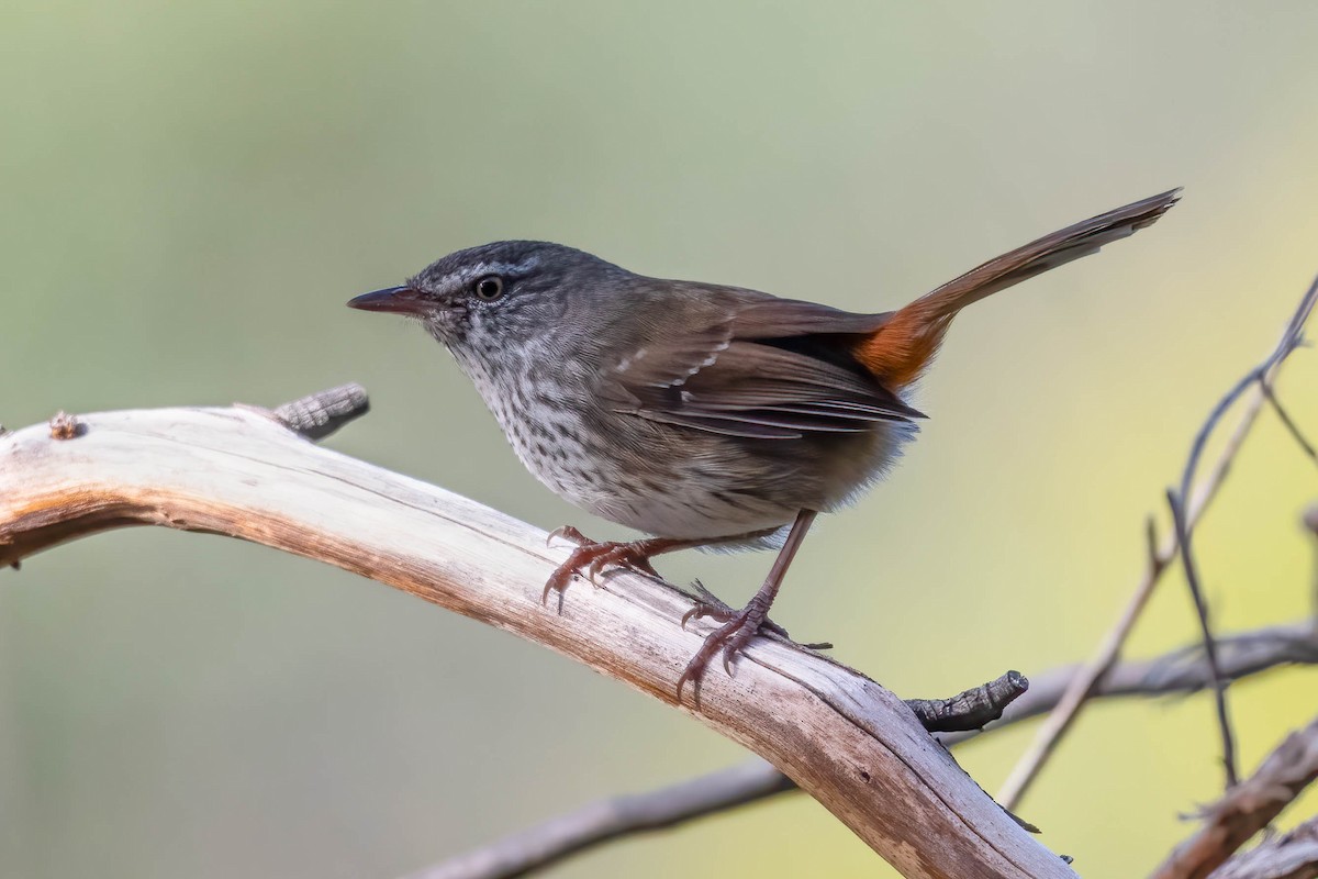 Chestnut-rumped Heathwren - ML617256590