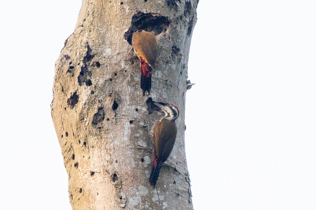 Fire-bellied Woodpecker - ML617256595