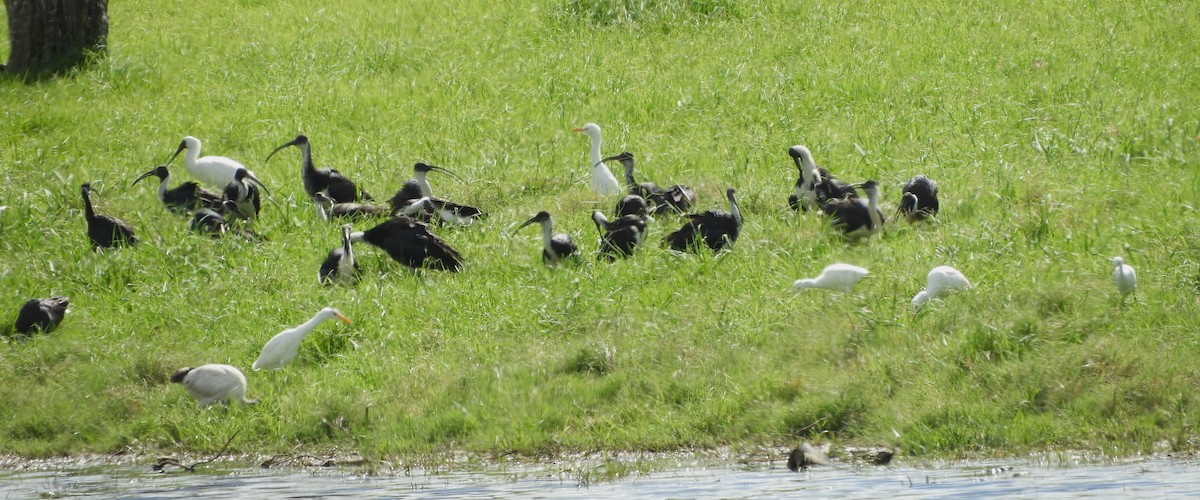 Straw-necked Ibis - ML617256608