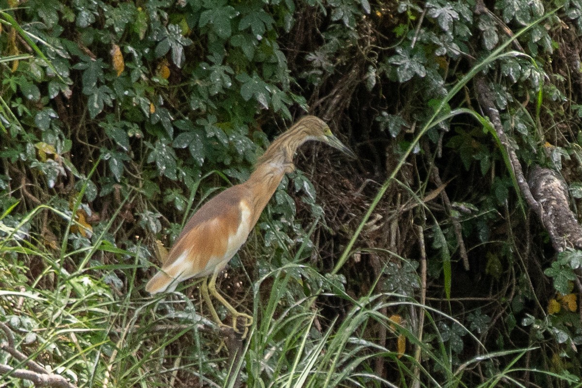 Squacco Heron - ML617256636