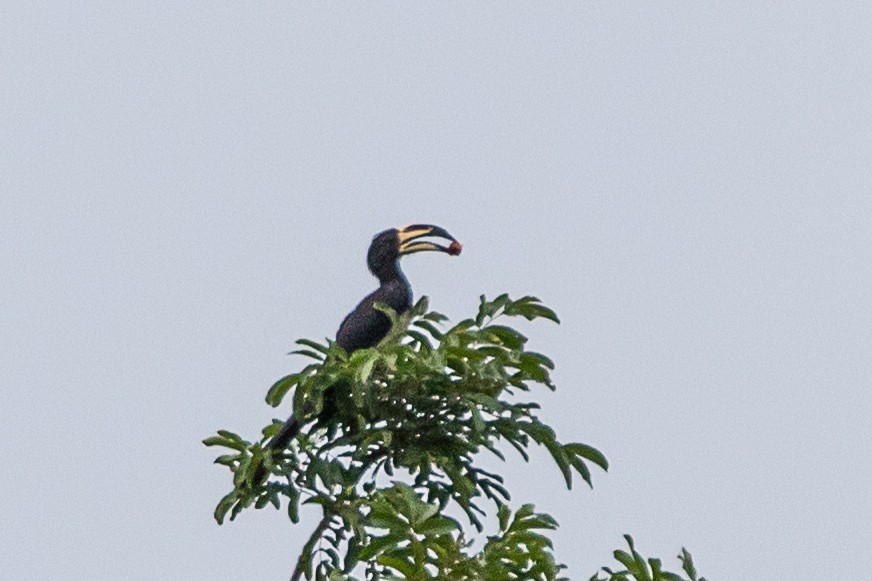 West African Pied Hornbill - ML617256687