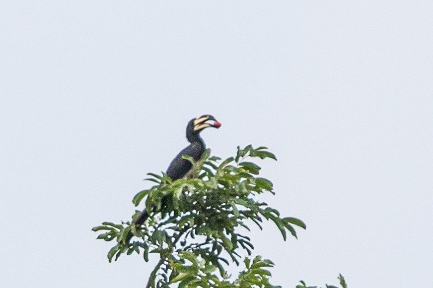 West African Pied Hornbill - ML617256688