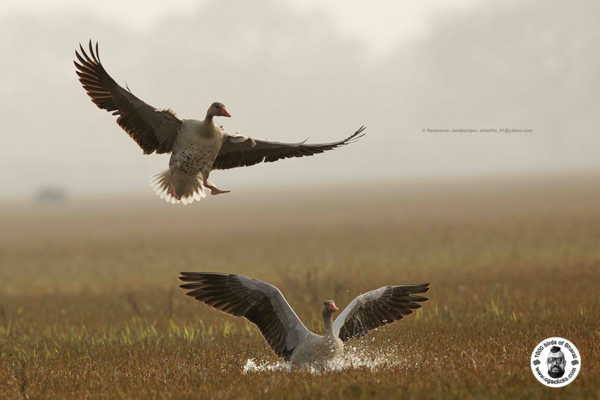 Graylag Goose - ML617256690