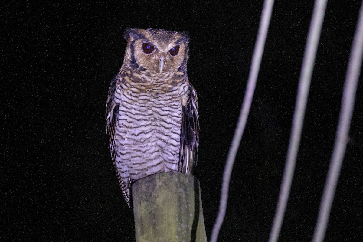 Fraser's Eagle-Owl - ML617256692