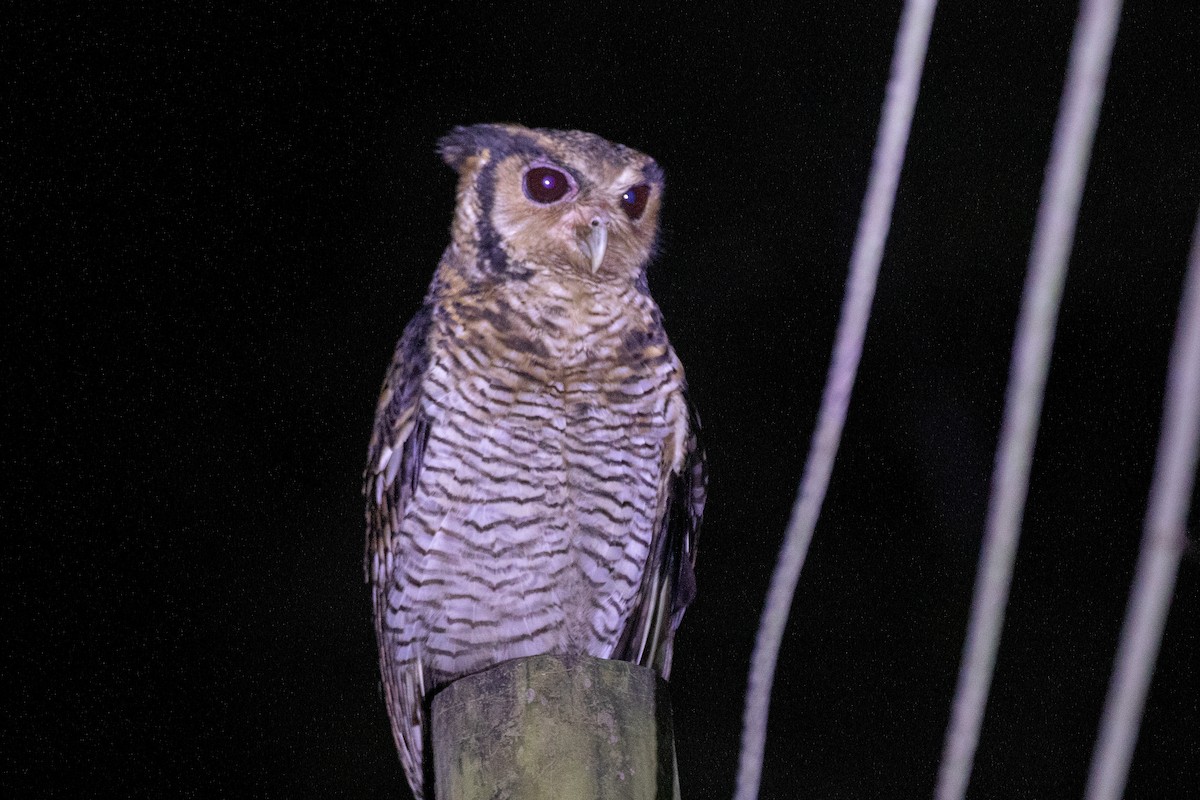 Fraser's Eagle-Owl - ML617256693