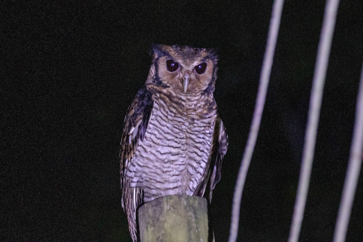 Fraser's Eagle-Owl - ML617256694