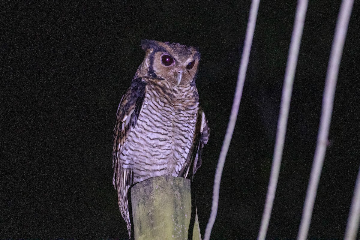 Fraser's Eagle-Owl - ML617256695