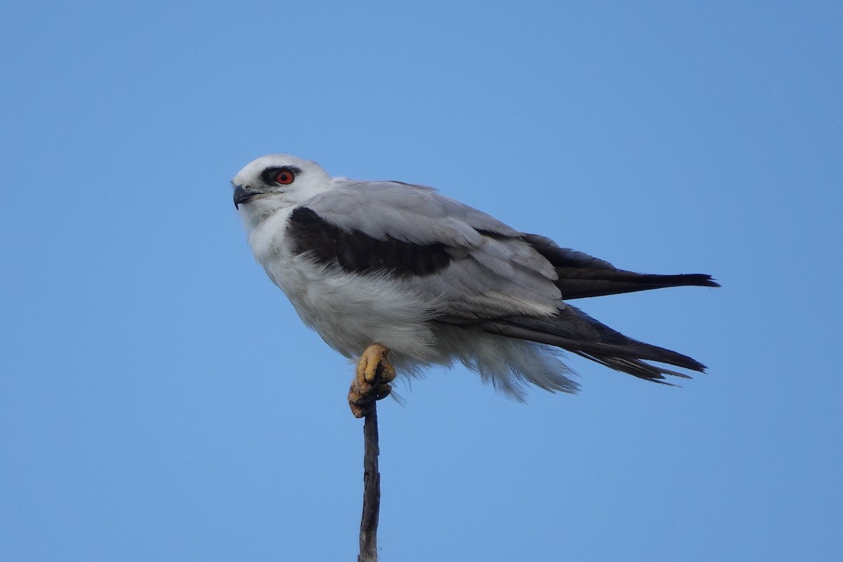 Black-shouldered Kite - Wynt Maddeford
