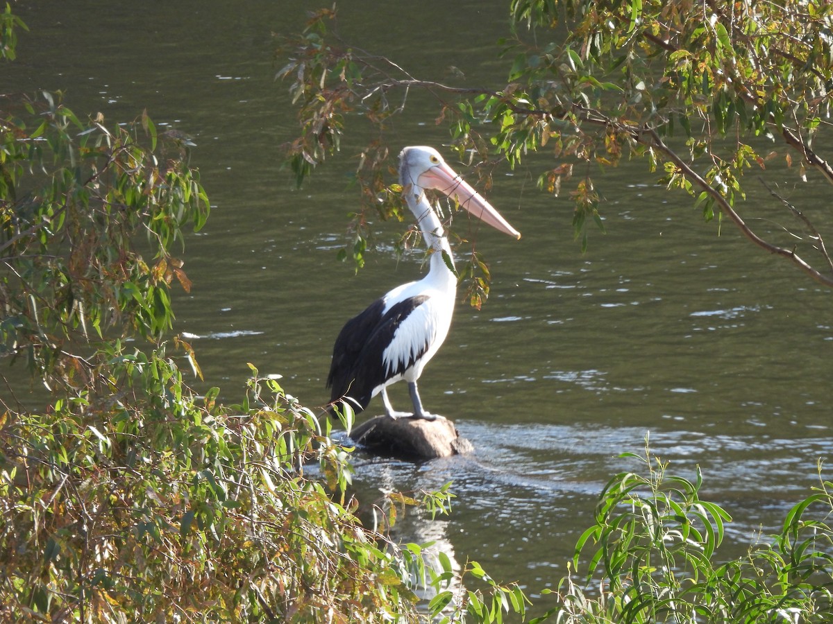 Australian Pelican - ML617256725