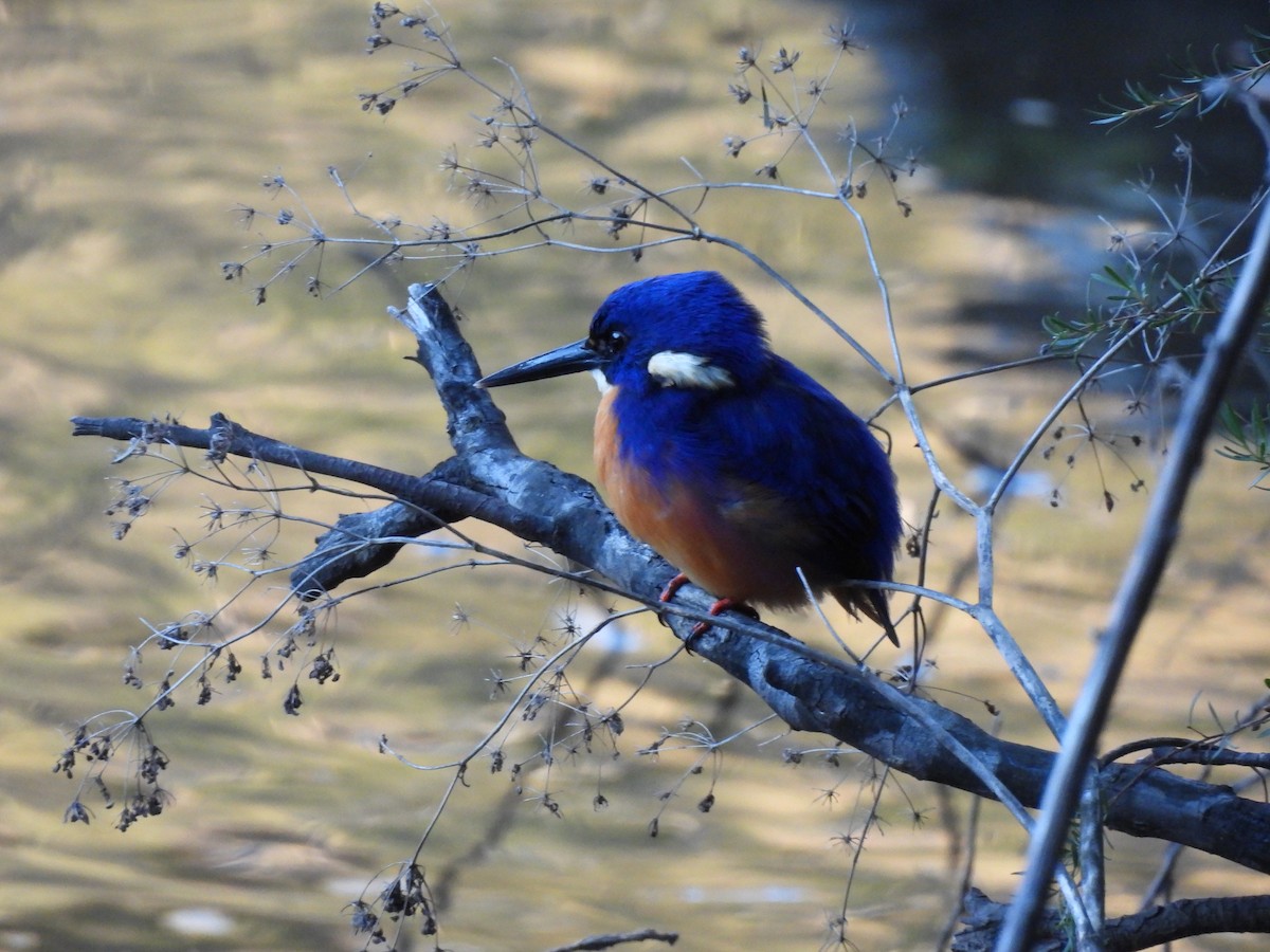 Azure Kingfisher - ML617256733