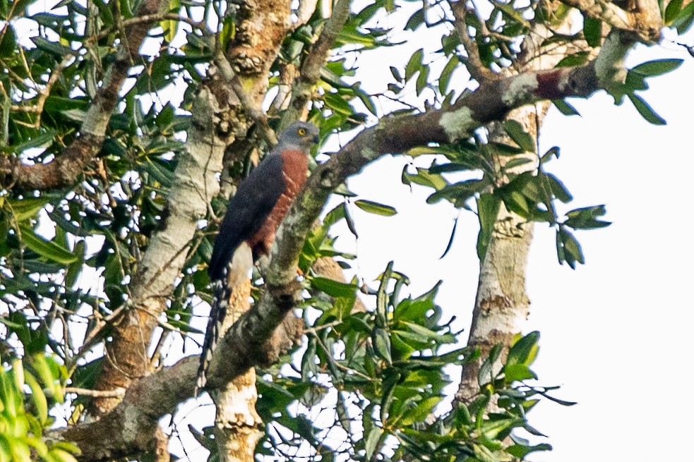 Long-tailed Hawk - ML617256736