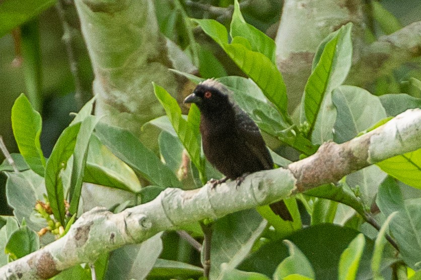 Negrita Canosa - ML617256754