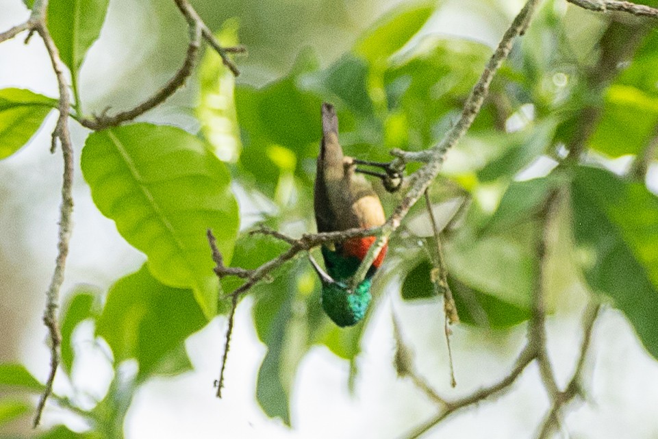 Olive-bellied Sunbird - ML617256757