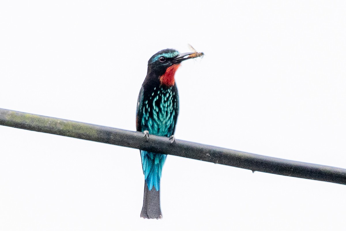Black Bee-eater - Neil Hayward