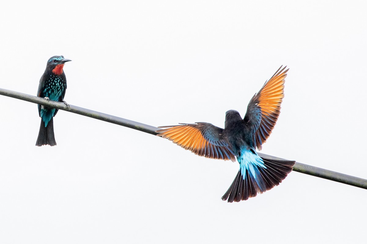 Black Bee-eater - Neil Hayward
