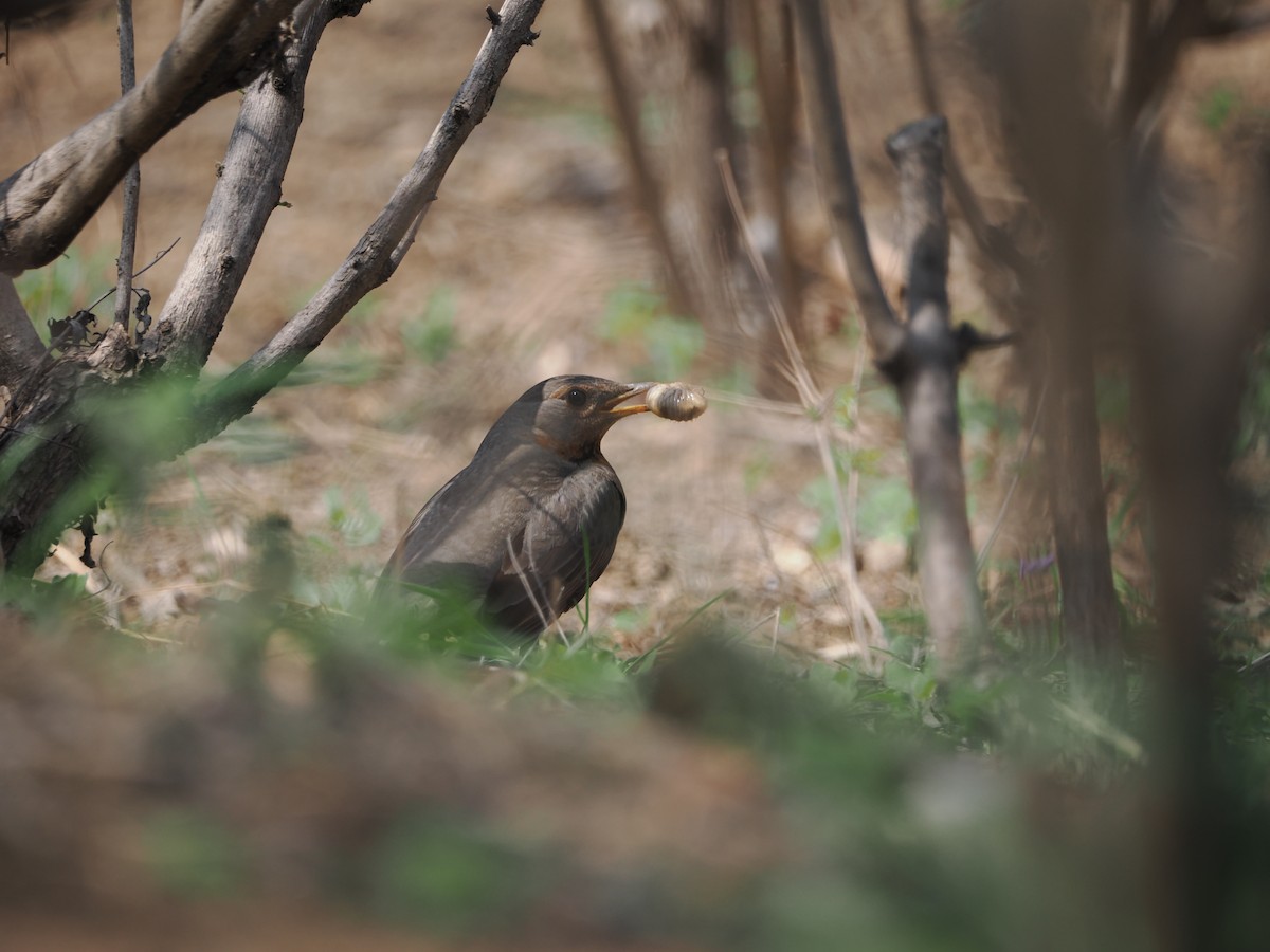 Red-throated Thrush - ML617256788