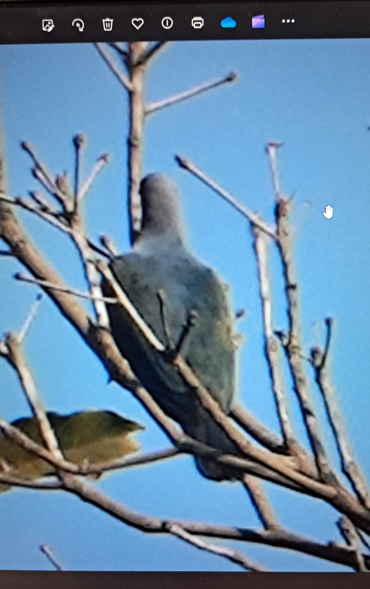 Green Imperial-Pigeon - ML617256800
