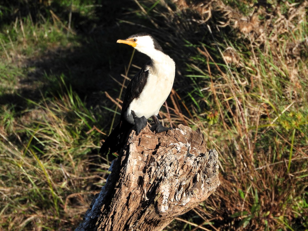 Little Pied Cormorant - ML617256851