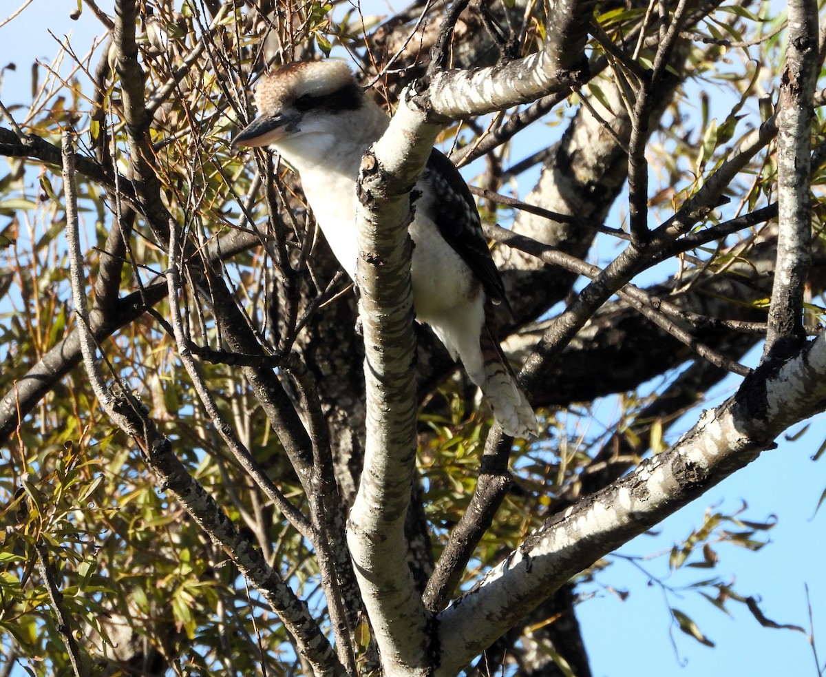 Laughing Kookaburra - ML617256881