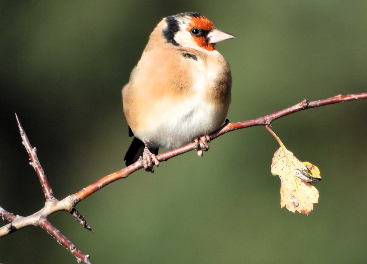 European Goldfinch - ML617256892