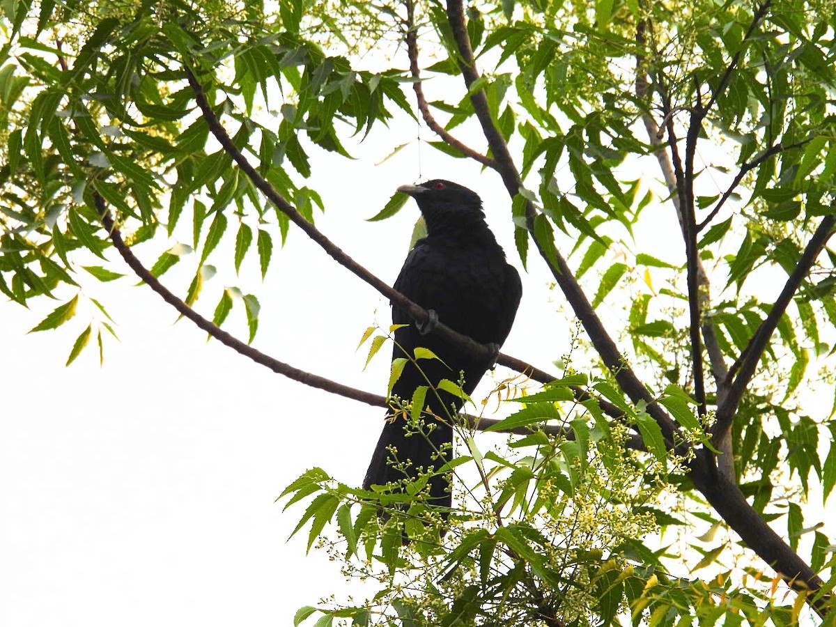 Asian Koel - ML617256895