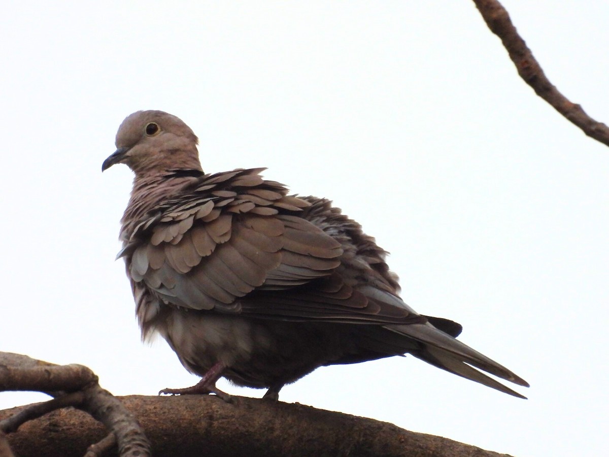Eurasian Collared-Dove - Jim Panwar
