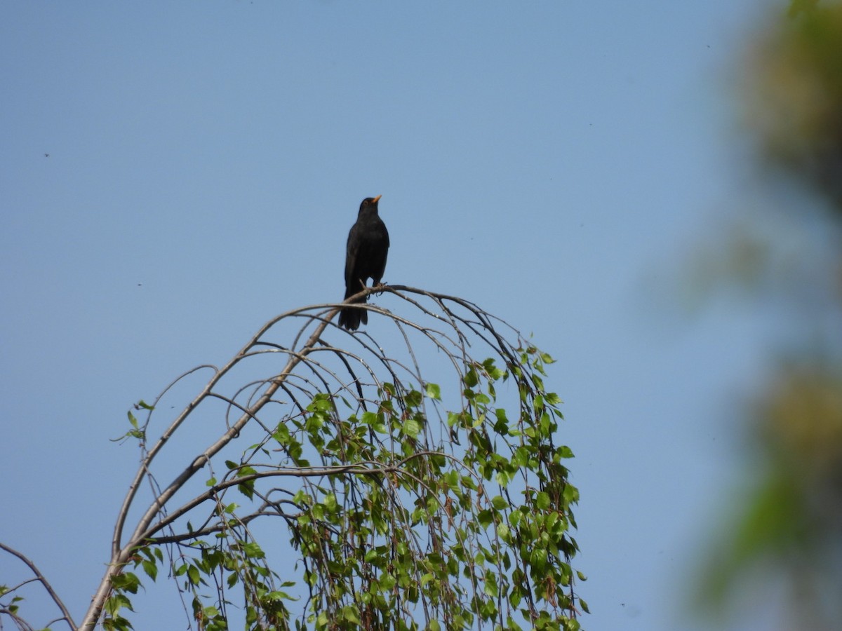 Eurasian Blackbird - ML617256992