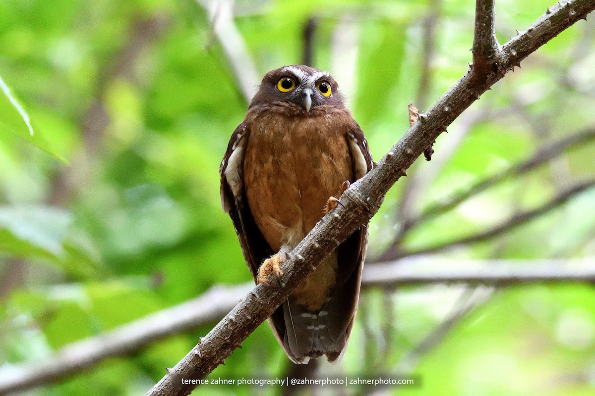 Ochre-bellied Boobook - ML61725701