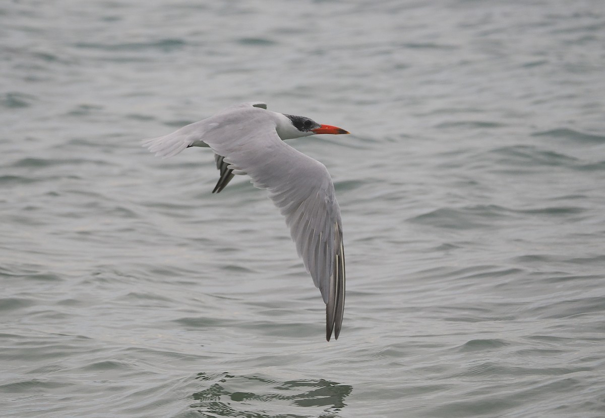 Caspian Tern - John Baas