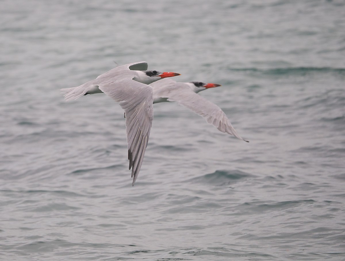 Caspian Tern - John Baas