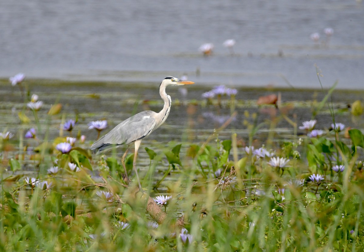 Gray Heron - ML617257043