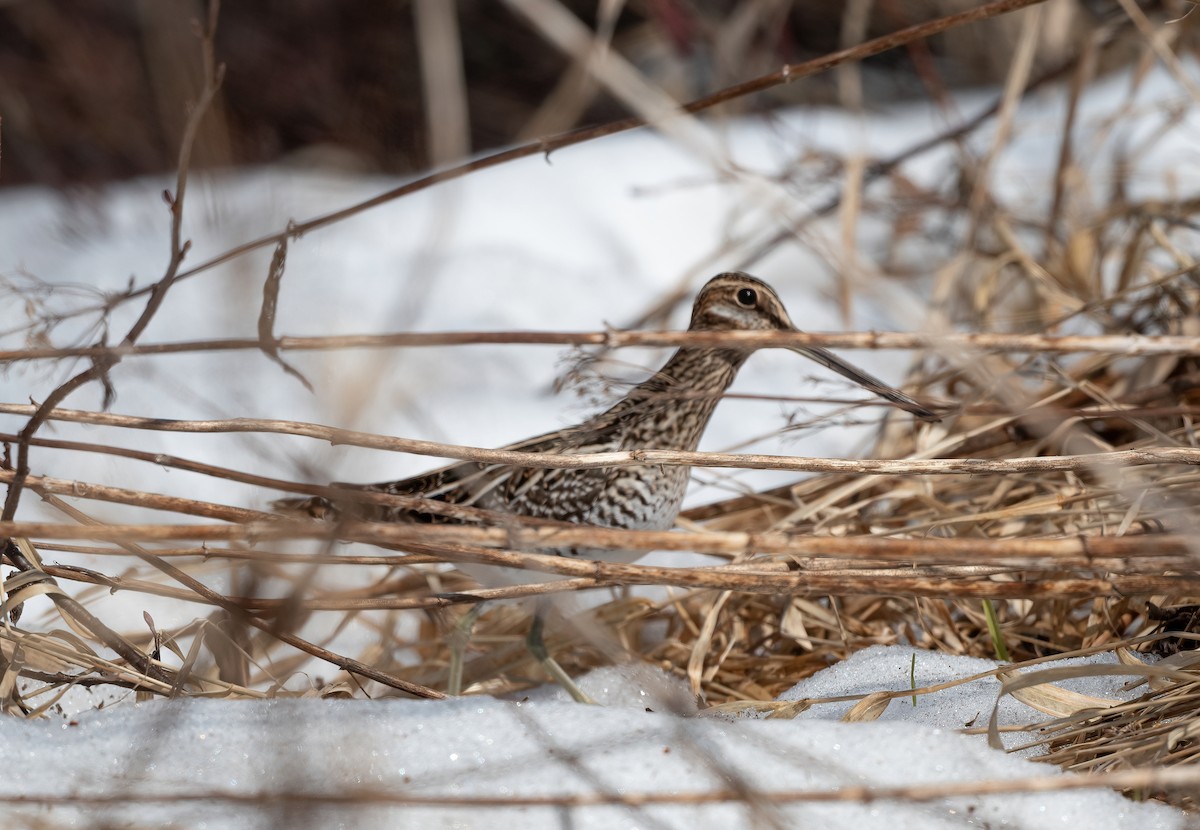 Wilson's Snipe - ML617257067