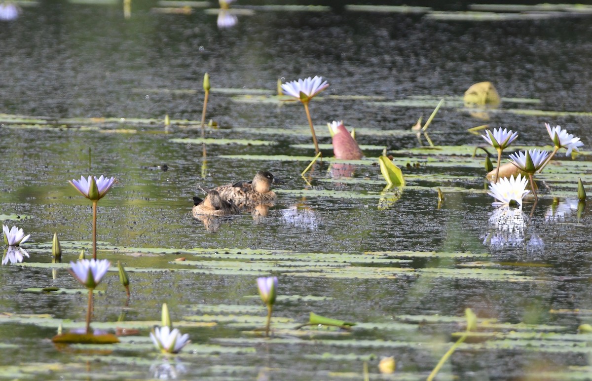 White-backed Duck - Gabriel Jamie