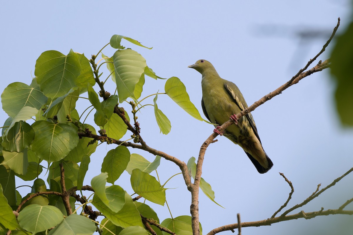 Pink-necked Green-Pigeon - ML617257103