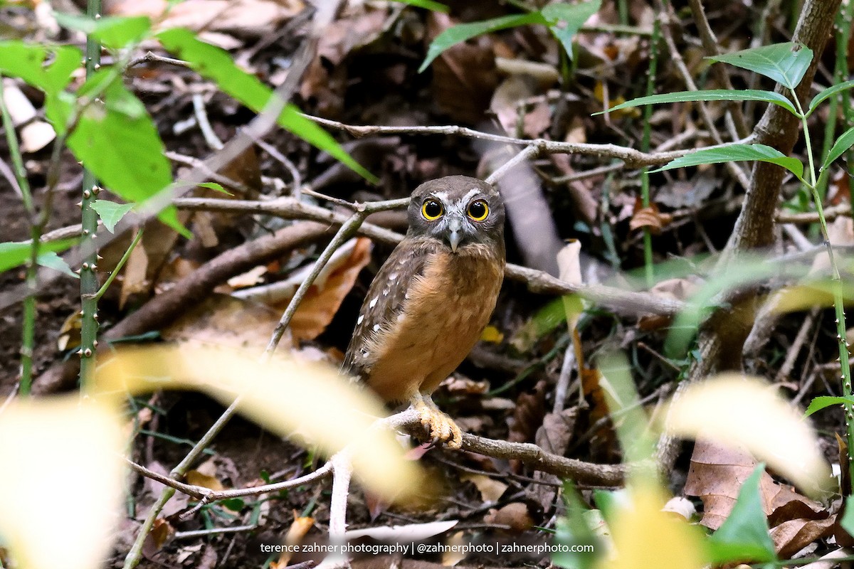 Ochre-bellied Boobook - ML61725711