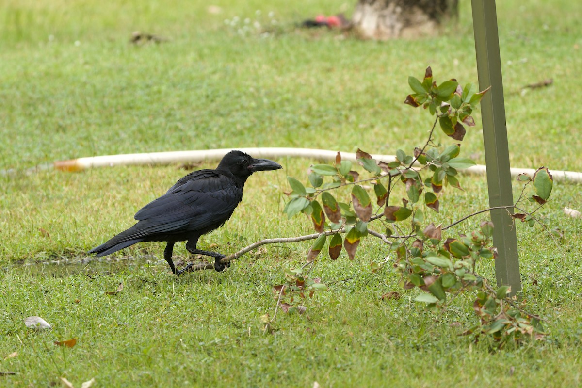 Large-billed Crow (Eastern) - Sam Hambly